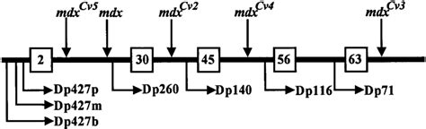 A Diagram Of The Dystrophin Gene Indicating The Positions Of The