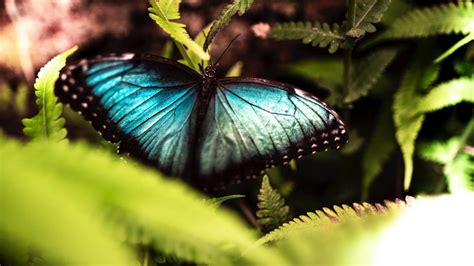 Papiliorama Avenches Tourisme Suisse