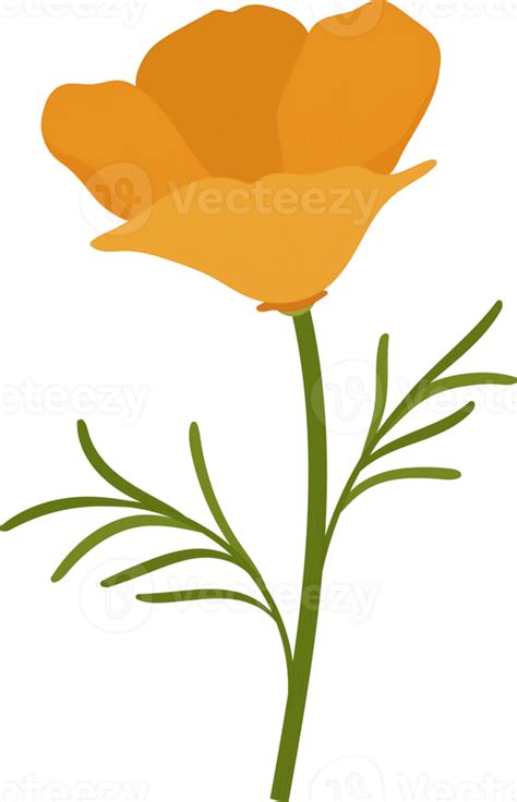 Orange California Poppy Flower Hand Drawn Illustration 9842183 Png