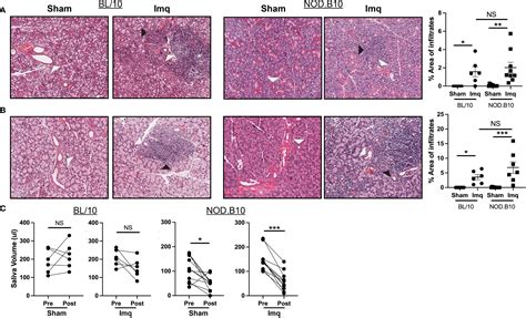 Frontiers Tlr Agonism Accelerates Disease In A Mouse Model Of