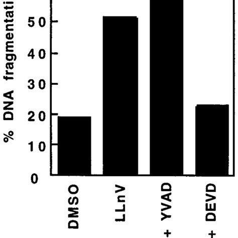 Effect Of Ac DEVD Cho Or Ac YVAD Cmk On LLnVinduced Apoptosis In HL60