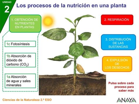 Cn P Procnutriplanta Ppt