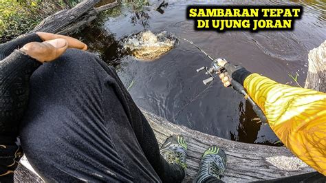 MELEDAK Casting Toman Spot Pinggir Hutan Sangat GANAS YouTube