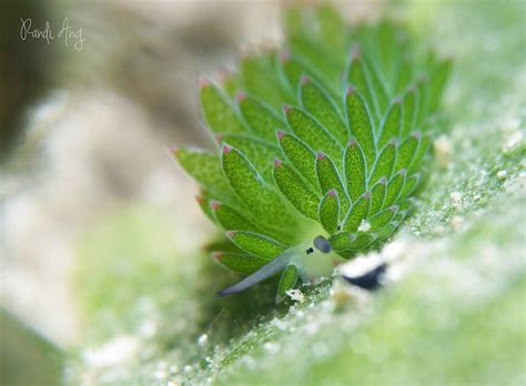 Costasiella Kuroshimae Adorable Leaf Sheep” Sea