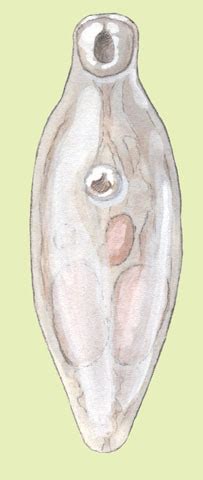 ADW: Trematoda: INFORMATION