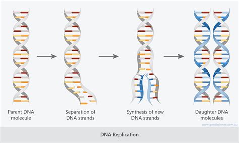 Cell Division Dna Replication Mitosis And Meiosis Good Science