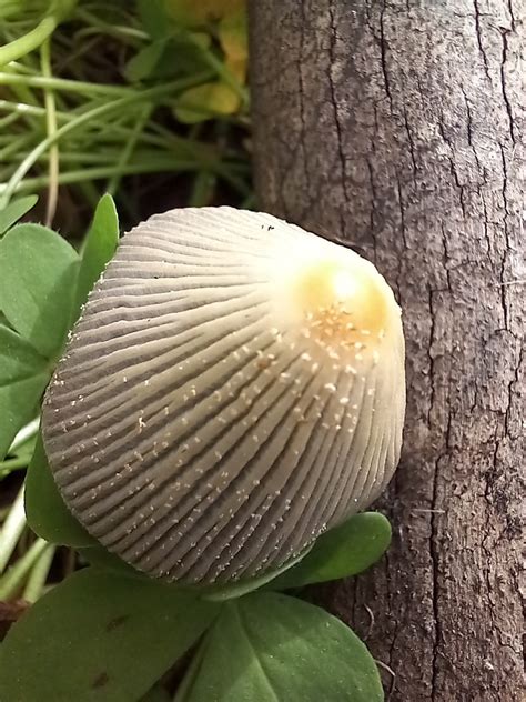 Coprinellus Sect Domestici From Parque Florestal Monsanto On March