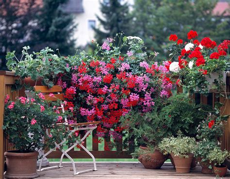 Pelargonium Peltatum Zonale Hybriden Bild Kaufen