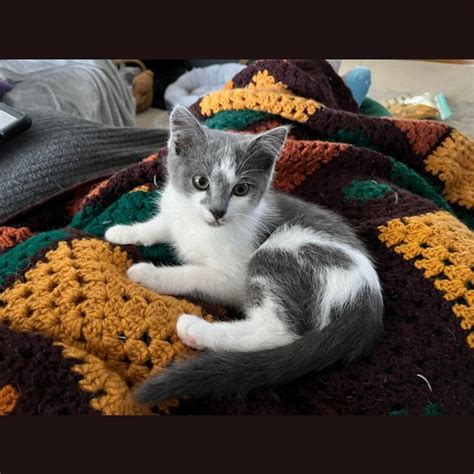 Kolya Female Russian Blue Mix Cat In Qld Petrescue