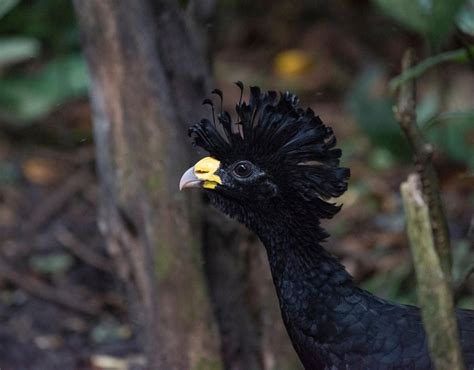 Yucatán Peninsula Neotropical Birds And Maya Ruins Naturalist Journeys