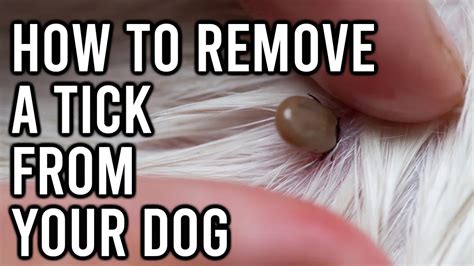 How To Remove A Tick From Your Dog Amazing Dogs Youtube