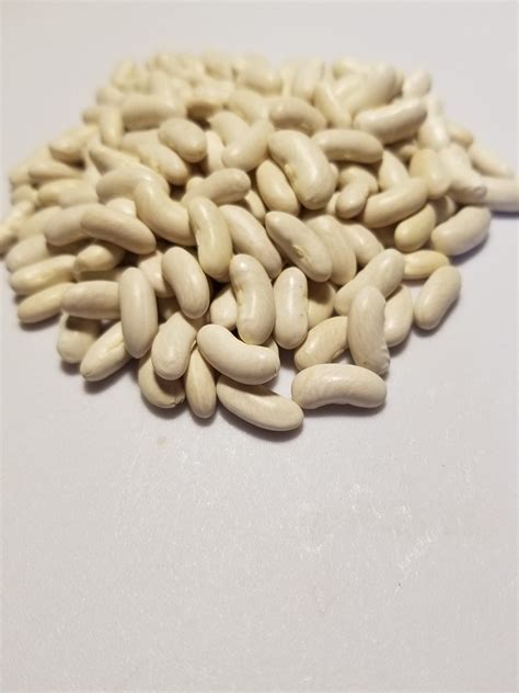 Kentucky Wonder Bush Bean Seed Etsy