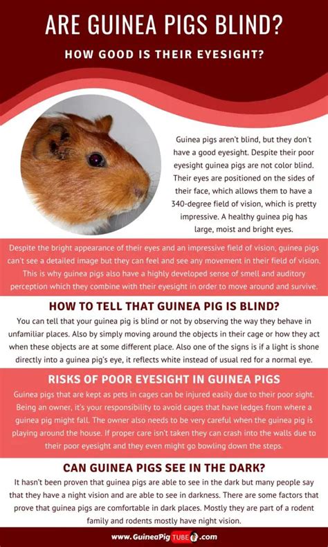 Are Guinea Pigs Blind And How Good Is Their Eyesight All You Need To