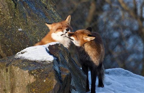 Cuddling Foxes : aww