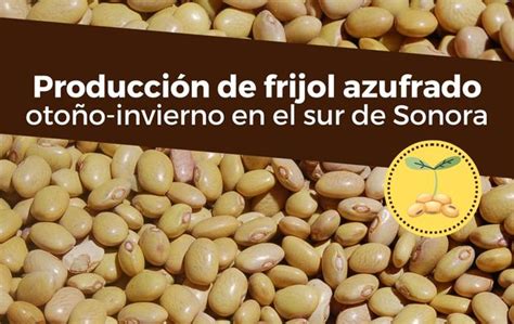 Tecnología para producir frijol azufrado otoño invierno en el sur de