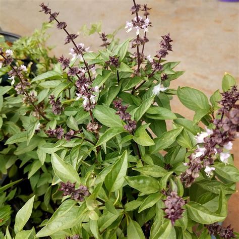 Basilic Reyhan Ocimum Basilicum Graines