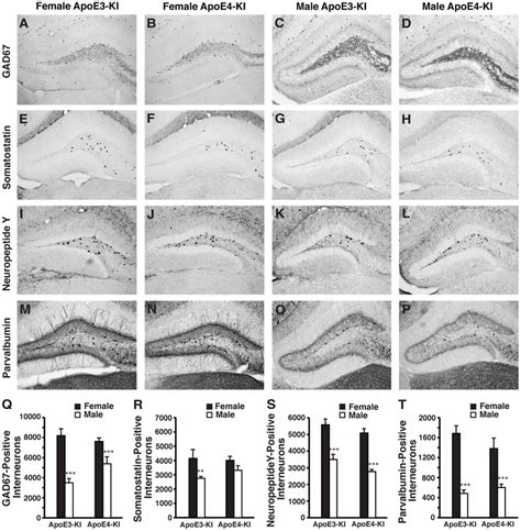 Apoe Ki Mice Exhibit Basal Sex Differences In Hilar Gabaergic Download Scientific Diagram