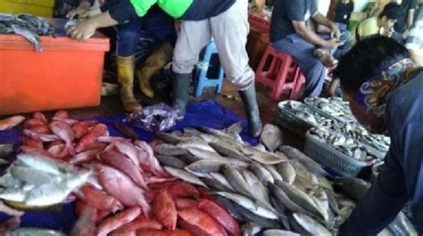 Imbas Tangkapan Menurun Harga Ikan Di Lampulo Naik