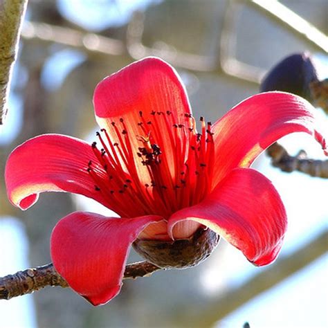 Red Silk-Cotton Tree (Bombax ceiba) Rare Live Plant – Seed2Plant