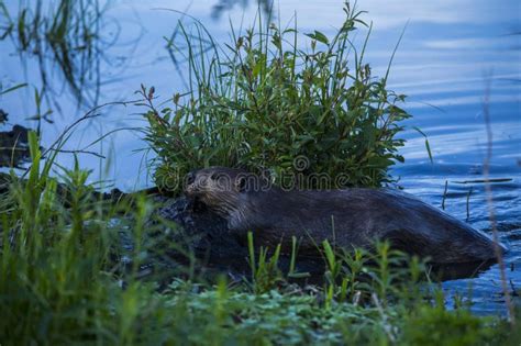 Scene of a Beaver (Castor) in Hinton Town, Alberta, Canada Stock Photo ...