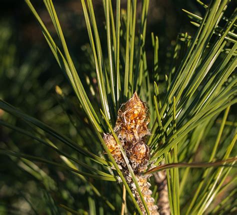 Norway Pine Red Pine Our Farm Christmas Trees