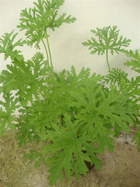 Pelargonium Citrosum La Mano Verde Vivero Rbol Jardiner A