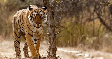 Private Trip 07 Days Golden Triangle Tour With Ranthambore Jungle