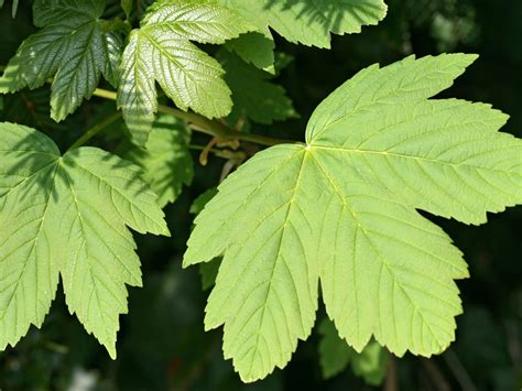 Bergahorn Acer Pseudoplatanus Baumschule Horstmann