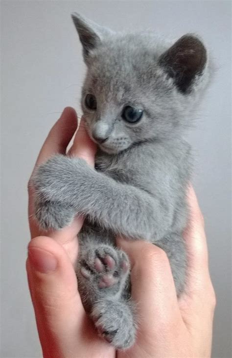 Russian Blue Kitten For Sale Cute Cats Pictures Russian Blue Kitten Cute Cats Kittens Cutest