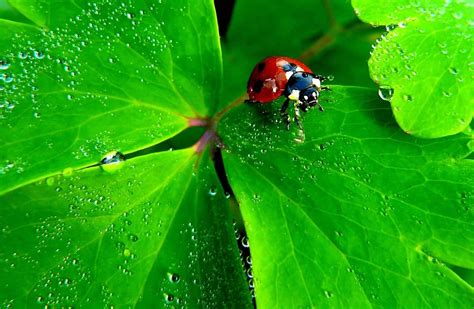 Kostenlose Bild Natur Regen Garten Blatt Marienk Fer Flora Tau