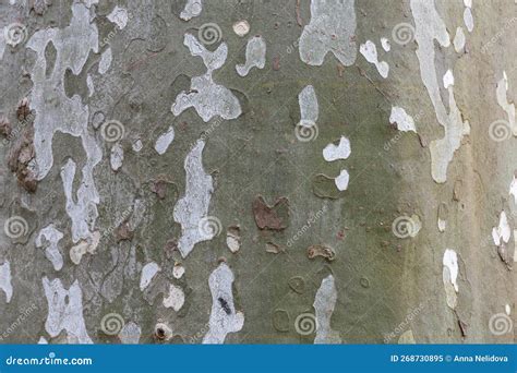 Old Sycamore Tree Trunk And Hard Bark Textrura Looks Like A Camouflage