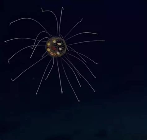 Glowing Jellyfish Found In Mariana Trench Video