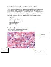 Connective Tissues And Intgument Histology Lab Protocol Docx