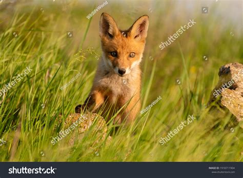 Babyfox Images, Stock Photos & Vectors | Shutterstock