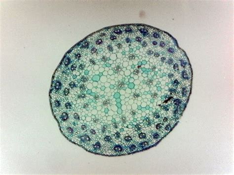 Corn Stem Cross Section Prepared Microscope Slide