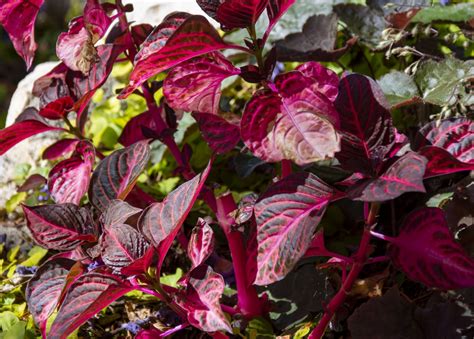 Burgundy Shrub Leaves Free Stock Photo Public Domain Pictures