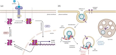 S Palmitoylated Innate Immune Effectors A STAT3 Dynamic