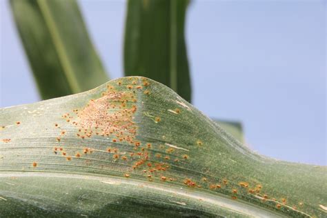 Southern Rust On Sweet Corn In Indiana Purdue University Vegetable