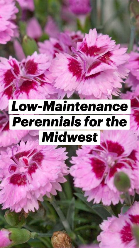 24 Of The Best Low Maintenance Plants For Your Garden Artofit