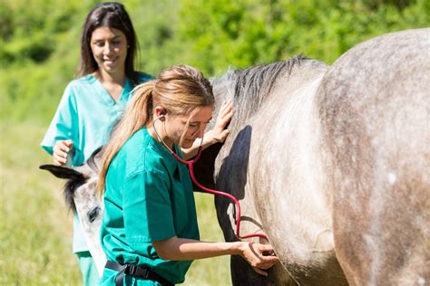 How Can We Address The Veterinary Workforce Shortfall Veterinary