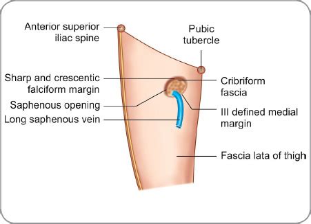 Cribriform Fascia