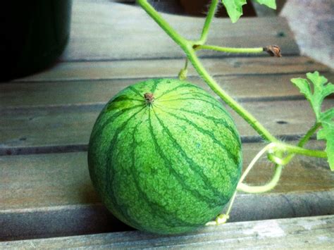 Young Urban Farmers Tip #193: Watermelon Growing Tips - Young Urban Farmers