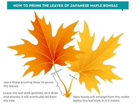 How and When to Defoliate Japanese maple bonsai