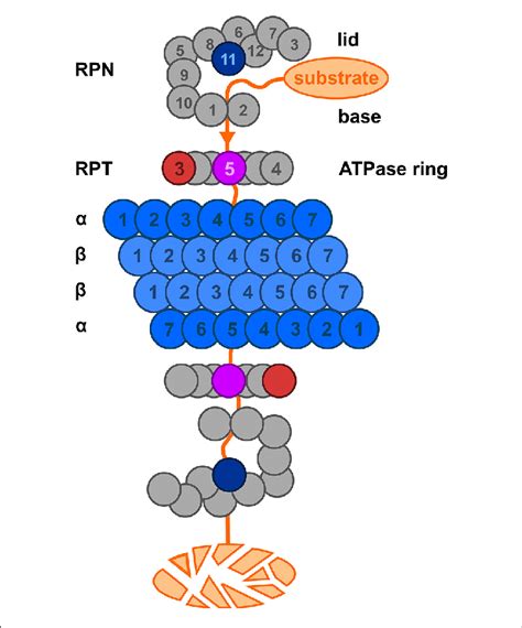 A Representation Of The 26s Proteasome Complex Based On Kostova And Download Scientific