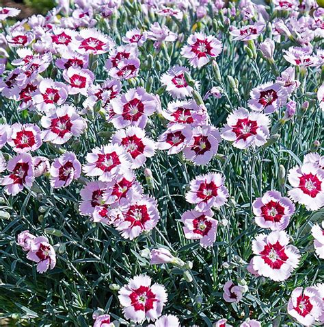 Mountain Frost™ Ruby Snow Dianthus Fragrant Perennial 3 Pot