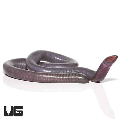 Baby Giant Mexican Caecilian For Sale Underground Reptiles