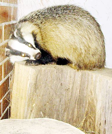 Pusiaužiemis: ar barsukas versis ant kito šono? | Šiaulių kraštas