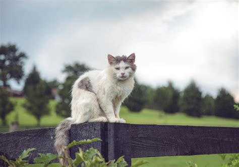 Comment Emp Cher Un Chat De Sortir Du Jardin