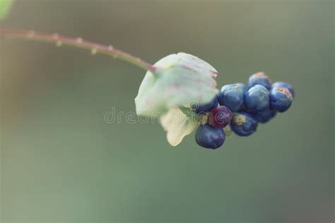 Blue Seeds on Green Background Stock Photo - Image of beautiful, hope: 119001886