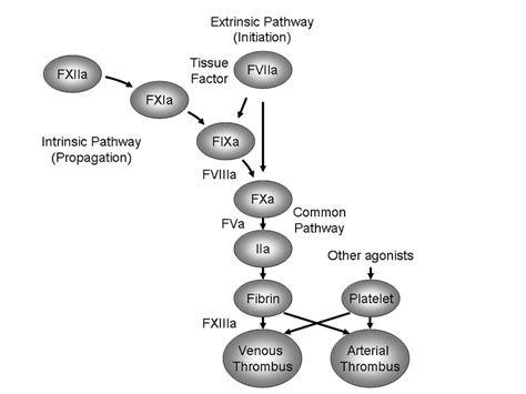 The Coagulation Cascade Download Scientific Diagram